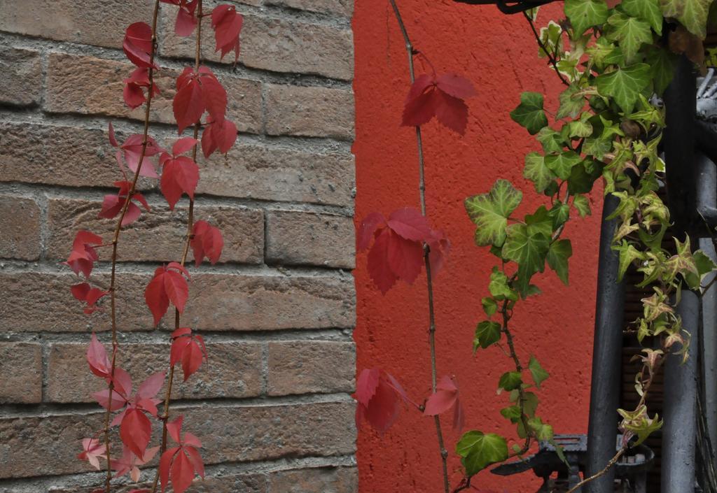 Castagnole Piemonte B&B Edera المظهر الخارجي الصورة